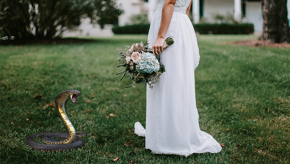 The Biting Cobra: How God Saved My Wedding Business  Through a Dream
